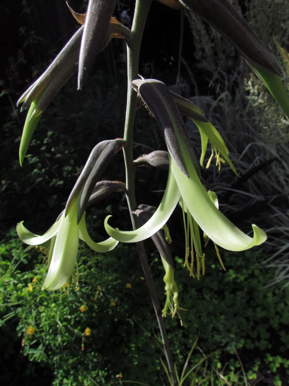 Bolivian Puya  100 Seeds  Bromeliad  Puya mirabilis  USA Company