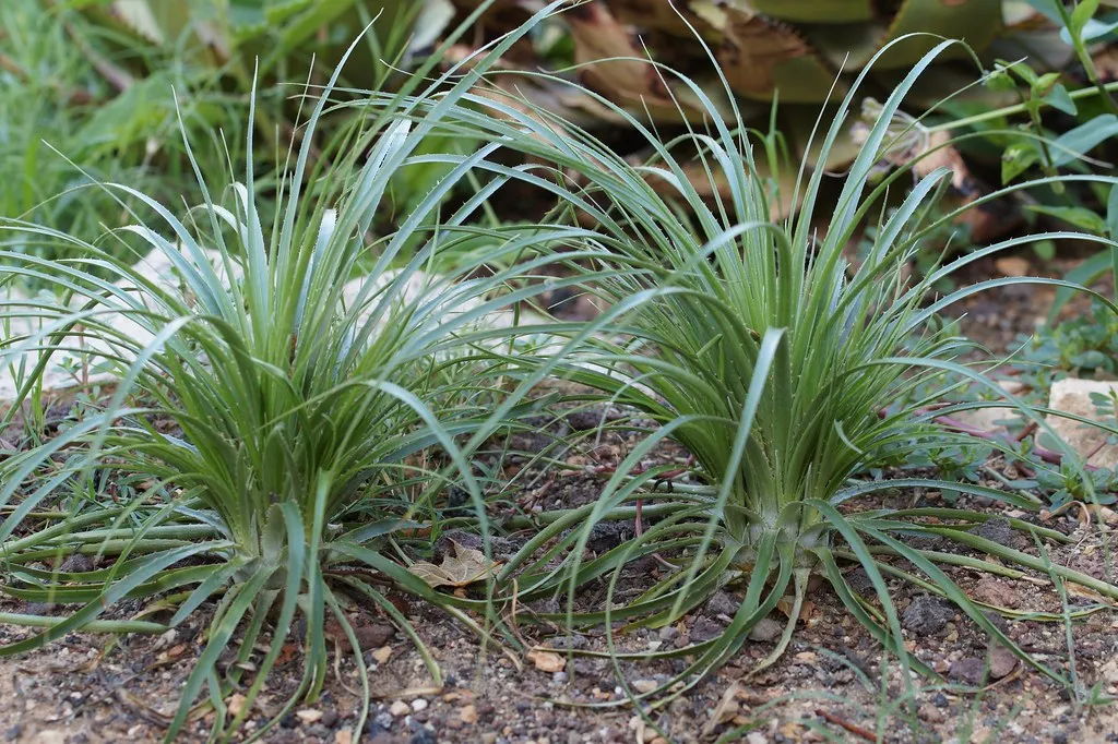 Bolivian Puya  100 Seeds  Bromeliad  Puya mirabilis  USA Company