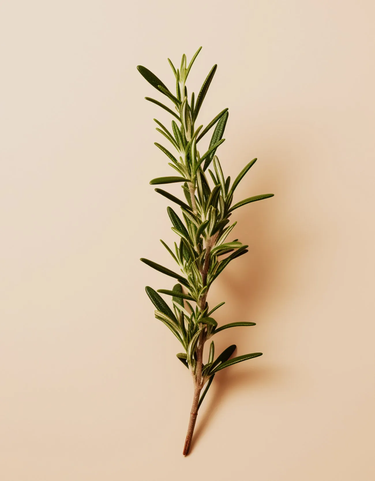 Rosemary Oil